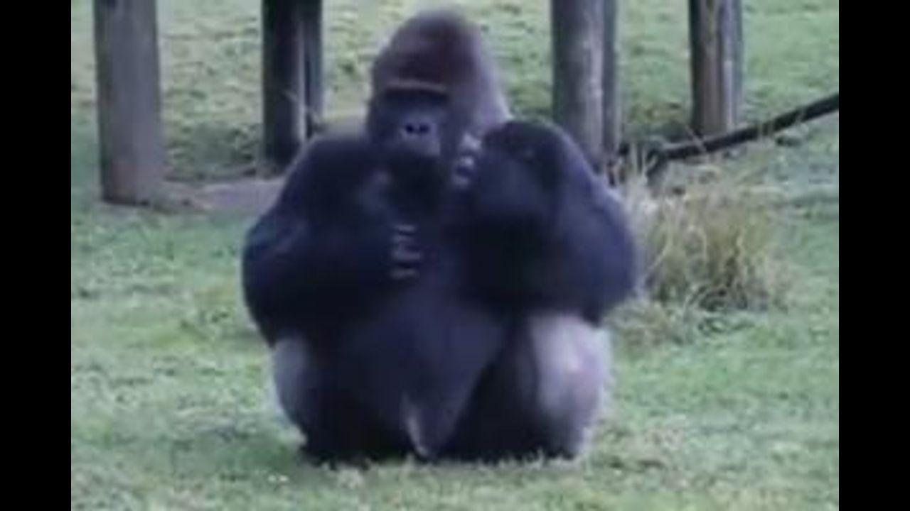 Congo's famous mountain gorilla dies at 14 in Virunga Park